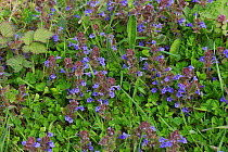 Ground-ivy (Glechoma hederacea) blue flowers on prostrate evergreen creeper, Berkshire, England, UK, April