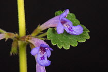 Ground-ivy (Glechoma hederacea) blue flowers on prostrate evergreen creeper against black background, Berkshire, England, UK, April