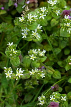 Common mouse-ear or mouse-ear chickweed (Cerastium fontanum) flowering in pasture, Berkshire, England, UK, April