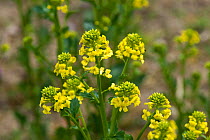 Common wintercress, bittercress or rocketcress (Barbarea vulgaris) yellow flowering plant, Berkshire, England, UK, April
