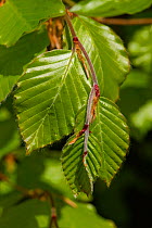Young green leaves and delicate stems, new growth on a beech (Fagus sylvatica) tree in spring, Berkshire, England, UK, April