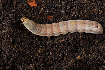 Lesser yellow underwing (Noctua comes) final instar caterpillar a polyphagous pest and cutworm in soil. Berkshire, England, UK, April.