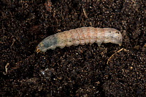 Lesser yellow underwing (Noctua comes) final instar caterpillar a polyphagous pest and cutworm in soil. Berkshire, England, UK, April.