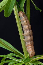Lesser yellow underwing (Noctua comes) final instar caterpillar on cleavers (Galium aparine) a polyphagous pest and cutworm in soil. Berkshire, England, UK, April