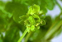 Moschatel or five-faced bishop (Adoxa moschatellina) single flower of very small woodland plant, Berkshire, England, UK, April