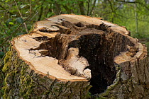 Stump of an unstable, rotten, oak tree (Quercus robur) beside a road and felled for safety reasons, berkshire, April
