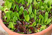 Red and green lettuce (Lactuca sativa) grown in a terracotta container to provide cut and come again baby lettuce leaves for salads. Berkshire, England, UK, April.
