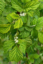 Young raspberry leaves and early flower buds on supported soft fruit plants in a garden, Berkshire, England, UK, April