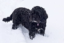 Cockerpoo (Cocker spaniel x Poodle) with his legs buried deep in a fresh layer of white snow, Berkshire, England, UK, February