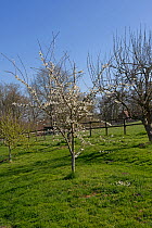 Blossom on a Victoria plum tree (Prunus domestica) in a mixed garden orchard on a fine early spring day before the leaves emerge. Berkshire, England, UK, April.