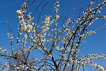 Blossom on a Victoria plum (Prunus domestica) tree in a mixed garden orchard on a fine early spring day before the leaves emerge. Berkshire, England, UK, April.
