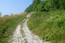 A chalk track winding up through flowering plants on chalk downland in a dry hot summer, Berkshire, England, UK, July