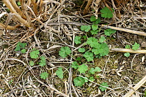 Dovesfoot or dove&#39;s-foot cranesbill (Geranium molle) young annual weeds in stubble post-harvest, Berkshire, England, UK, September