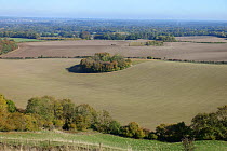 View from chalk downland of autumn countryside with trees turning young cereal crops fields and blue sky, West Berkshire, England, UK, October
