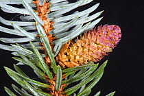 A male pollen cone on a Blue spruce, Picea pungens &#39;Glauca&#39;, an ornamental garden tree with rigid sharply pointed needles, Berkshire, England, UK. April.