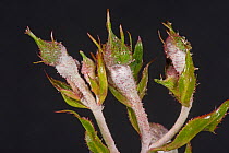 Powdery mildew, (Podosphaera pannosa) fungal disease on rose buds, Rosa &#39;American Pillar&#39;, Berkshire, England, UK, May