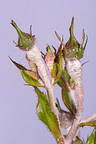 Powdery mildew, (Podosphaera pannosa) fungal disease on rose buds, Rosa &#39;American Pillar&#39;, Berkshire, England, UK, May