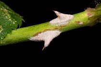 Powdery mildew, (Podosphaera pannosa) fungal disease on and around rose thorns, Rosa &#39;American Pillar&#39;