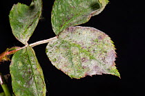 Powdery mildew, (Podosphaera pannosa) fungal disease on rose leaves, Rosa &#39;American Pillar&#39;, Berkshire, England, UK, May