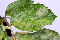 Powdery mildew (Podosphaera pannosa) fungal disease on rose leaves, Rosa &#39;American Pillar&#39;, Berkshire, England, UK, May