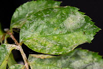 Powdery mildew, (Podosphaera pannosa) fungal disease on rose leaves, Rosa &#39;American Pillar&#39;, Berkshire, England, UK, May
