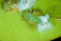 Photomicrograph of Box sucker or Boxwood psyllid (Psylla buxi) nymphs and white waxy extrusions on young Box (Buxus sempervirens) leaves in spring, Berkshire, England, UK, May
