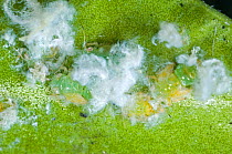 Box sucker or Boxwood psyllid (Psylla buxi) nymphs and white waxy extrusions on young Box (Buxus sempervirens) leaves in spring, Berkshire, England, UK, May