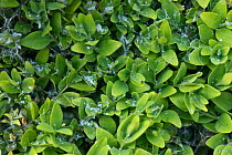 White waxy extrusion of Box sucker or Boxwood psyllid (Psylla buxi) on young Box (Buxus sempervirens) foliage in spring, Berkshire, England, UK, May.