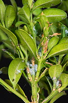 White waxy extrusion of Box sucker or Boxwood psyllid (Psylla buxi) on young Box (Buxus sempervirens) foliage in spring, Berkshire, England, UK, May.