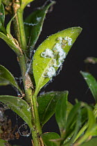 Box sucker or Boxwood psyllid (Psylla buxi) nymphs and white waxy extrusions on young Box (Buxus sempervirens) leaves in spring, Berkshire, England, UK, May