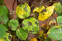 Black spot (Diplocarpon rosae) a fungal disease on rose leaves, Berkshire, England, UK, May