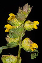 Yellow rattle (Rhinanthus minor) flowers of annual herbaceous hemi-parasite plant of grasses and legumes, Berkshire, England, UK, May