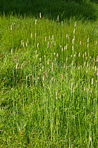 Meadow foxtail (Alopecurus pratensis) in a group in grassland, Berkshire, England, UK, May