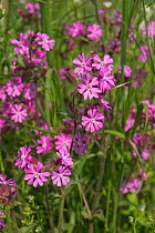 Red campion (Silene dioica) male plant flowers of wild hedgerow dioecious plant in spring, Berkshire, England, UK