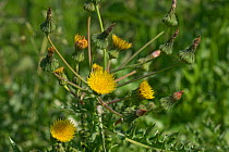 Prickly sow-thistle (Sonchus asper) bold spiny plant coming into flower, Berkshire, England, UK, May