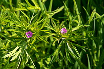 Cut-leaved geranium (Geranium dissectum) small pink flowers and deeply dissected leaves of annual weed, Berkshire, England, UK, May