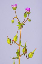 Cut-leaved geranium (Geranium dissectum) small pink flowers and deeply dissected leaves of annual weed, Berkshire, England, UK, May