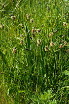 Flowering Ribwort or Narrowleaf plantain (Plantago lanceolata) plant flowering in waste ground in spring, Berkshire, England, UK, May