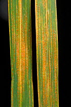 Pustules of yellow or striped rust, Puccinia striiformis (striiformoides), in stripes on cocksfoot grass, Dactylis glomerata, leaves