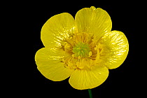 Yellow meadow buttercup (Ranunculus acris) against a black background