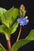 Fleshy succulent leaves and blue flower of marginal aquatic plant brooklime (Veronica beccabunga) Berkshire, England, UK, May