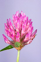 Red clover (Trifolium pratense) flower.