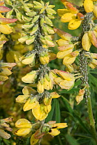 Lupin aphid (Macrosiphum albifrons) severe infestation of large greenfly on Tree lupin (Lupinus arboreus) in flower, Berkshire, England, UK, May