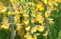 Lupin aphid (Macrosiphum albifrons) severe infestation of large greenfly on Tree lupin (Lupinus arboreus) in flower, Berkshire, England, UK, May