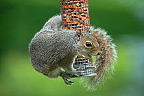 Grey squirrel (Sciurus carolinensis) adult feeding on peanuts in a mesh cover bird feeder, Berkshire, England, UK, June