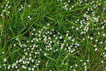 Common starwort or grass-leaved stitchwort (Stellaria graminea) flowering in a grass pasture meadow, Berkshire June