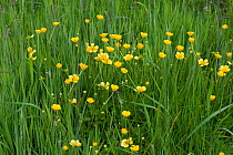 Field buttercups (Ranunculis acris) flowering perennial herbaceous weed in grass pasture, Berkshire, England, UK, June