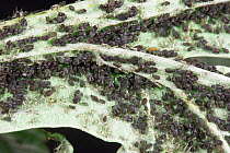 Black bean aphid (Aphis fabae) on Globe artichoke leaf, various stages and alates, Berkshire, England, UK, June