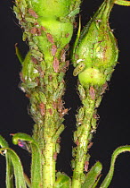 Rose aphid (Macrosiphum rosae) infestation on a Rose (Rosa spp), bud, Berkshire, England, UK, June