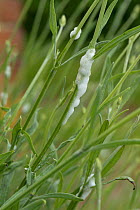 Cuckoo spit, frothy bubbles, exuded by common froghopper (Philaenus spumarius) nymph on rosemary plant, Berkshire, England, UK, June.